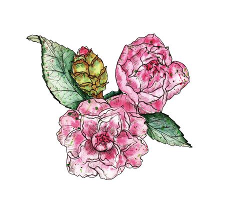 Branch of pink romantic pion. Tropical exotic flower blossom. Hand-drawn watercolor botanical sketch for wedding, printing, card, invitation, design. Natural floral elementの写真素材