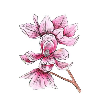 Branch of pink romantic Magnolia liliiflora. Tropical exotic flower blossom. Hand-drawn watercolor botanical sketch for wedding, printing, card, invitation, design. Jap natural floral elementの写真素材