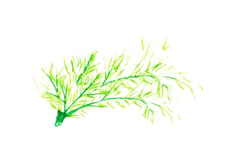 Fresh parsley with leaves on white background. Hand-drawn watercolor isolated vegetable. Hand-painted realistic illustration. Vintage design eco natural food. Watercolor green parsleyの写真素材