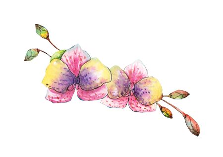 Flowers watercolor illustration. A tender bouquet on a white background. Hand-painted aquarelle floral composition. Mother's Day, wedding, birthday, Easter, Valentine's Day. Spring. Summer, 8 marchの写真素材
