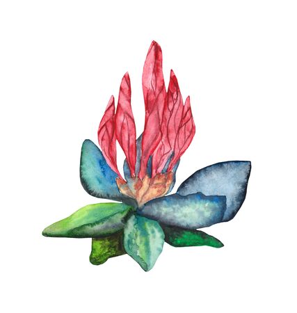 Watercolor painting flowers. A tender blossom on a white background. Hand-painted aquarelle floral poster. Mother's Day, wedding, birthday, Easter, Valentine's Day, Summer, 8 marchの写真素材