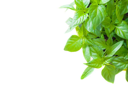 capsicum green leaves on white background, top view, space for textの写真素材