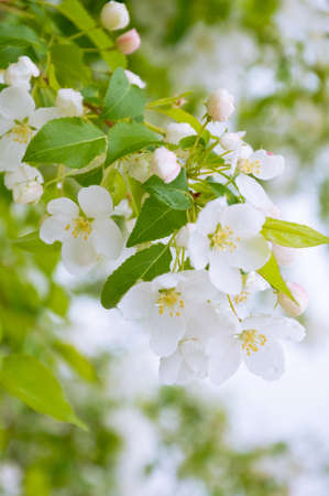 Blooming apple tree branch on a background  of green leaves