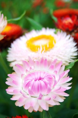 Bloomingの写真素材