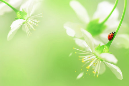 natural spring background. Red ladybug on white cherry flowers. copyspace. Green and yellow color.の写真素材