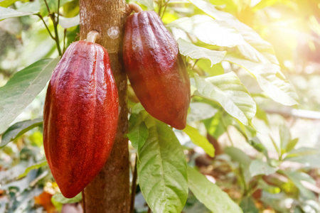 Ripe beautiful cocoa fruits on a tree in a rain forest.の写真素材