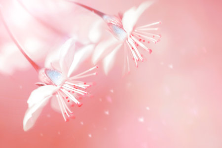 Spring and summer natural background. Beautiful flowers of cherry in the garden. living coral. Color of the year 2019.の写真素材