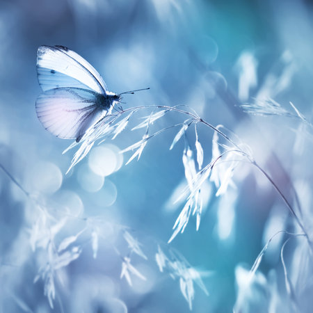 Fragile delicate butterfly on a field plant in delicate pink and blue colors. square format.の写真素材
