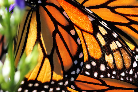 Monarch Butterfly Wings. natural background.