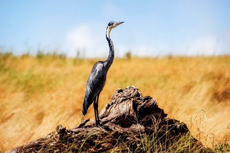 Black heron in the African savannahの写真素材