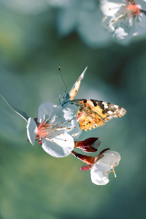 Orange butterfly in a blooming cherry orchard. spring natural image.の写真素材