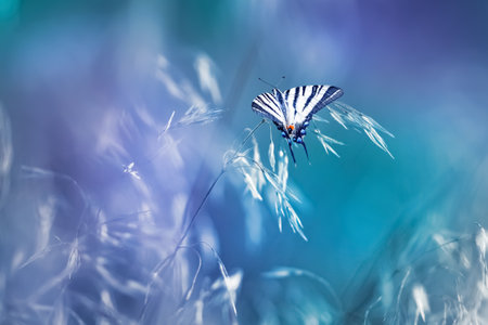 Tropical butterfly in a magical summer gardenの写真素材
