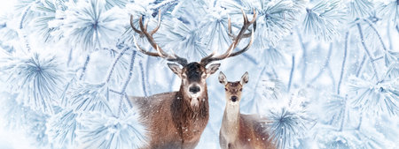 Noble deers in a fabulous snowy forest. winter wonderland. banner format.の写真素材