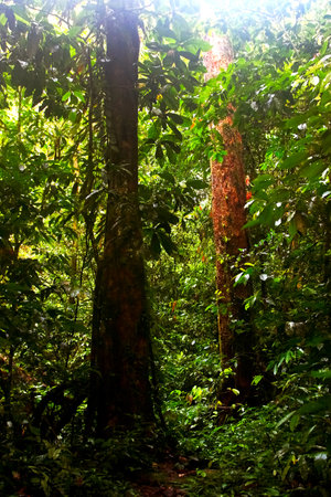 Large beautiful trees in the rain forest of the Borneo Island. Image in green colors.