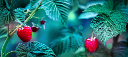 Fresh ripe raspberries in the summer garden. Wide format.の写真素材