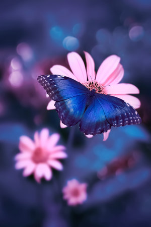 Pink summer flowers and butterfly blue morpho in a fairy garden. Macro artistic image. Selective focus.の写真素材