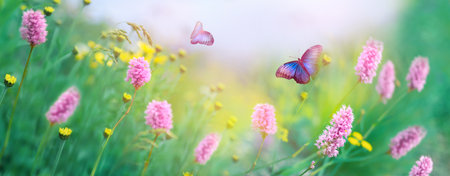 Flying bright tropical butterflies and pink and yellow delicate wildflowers. Summer fairyland. Banner format.の写真素材
