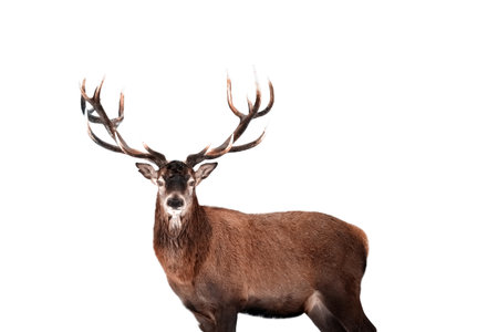 Red deer isolated on white backgroundの写真素材
