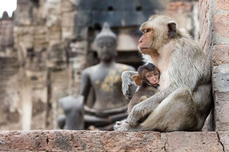 This picture was taken in Lopburi, Thailandの写真素材