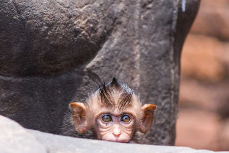 This picture was taken in Lopburi, Thailandの写真素材