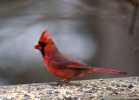 Image of red male Cardinal perched on a platform and surrounded by bird seed with a burred backgroundの写真素材