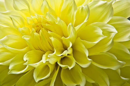 Detailed, closeup macro shot of the center of a bright yellow dinnerplate dahlia with soft, white borders at the edge of the petals.の写真素材