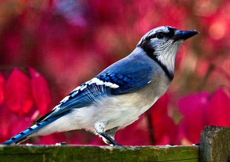 Blue Jay in autumn on a background of a blurred red euonymous bush.の写真素材