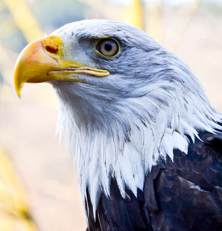 sea eagleの写真素材