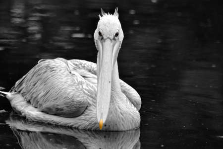 Pink Back Pelicanの写真素材