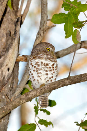 African Barred Owletの写真素材