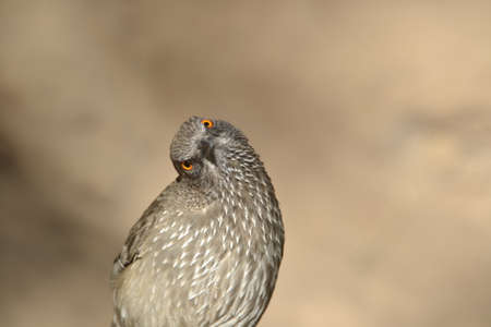 Arrow Marked babbler tilting headの写真素材