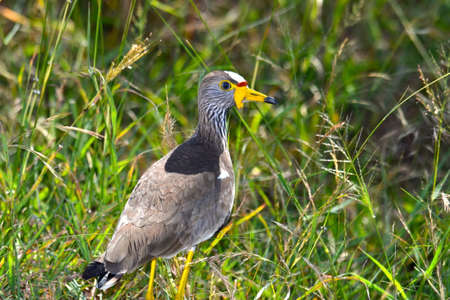 Crowned Lapwingの写真素材