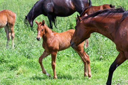 Mum's watchful eyeの写真素材