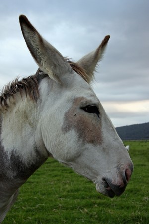 Donkey flexing ears both waysの写真素材