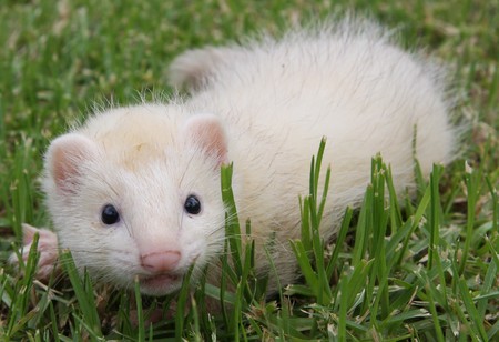 8 week old Black Eyed Sterling Silver Ferret Kitの写真素材