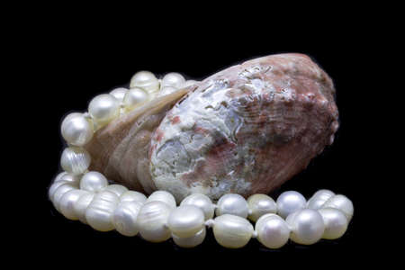 Natural Shell and string of white pearls on black backgroundの写真素材
