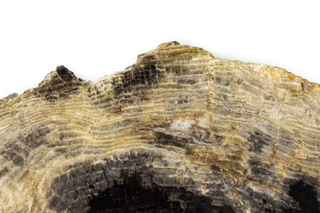 Piece of natural petrified wood polished on a white backgroundの写真素材