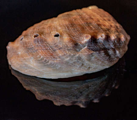 Natural haliotis shell on a black background closeupの写真素材