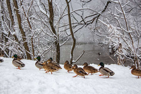 a flock of ducks in the winter riverの写真素材