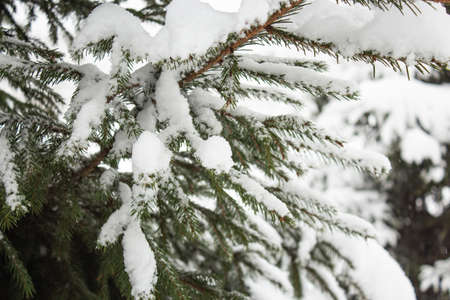 The branches of the fir trees under snow after a snowstorm