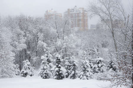 Snow-covered trees in the winter city parkの写真素材