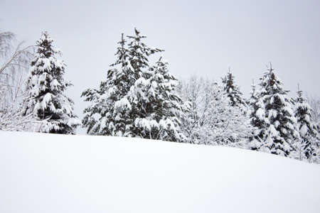 Snow covered trees in winter forest after snowstorm