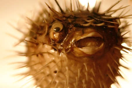 Fishの写真素材