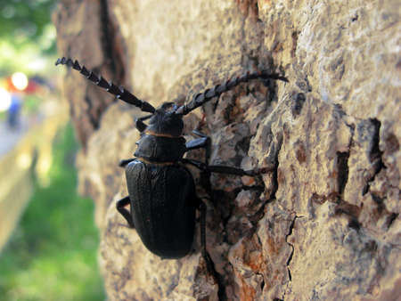 Bug on a Treeの写真素材
