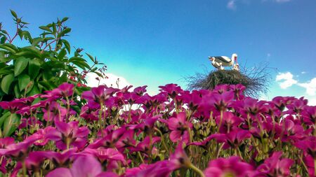 decorative storks in the nest on the background colorsの写真素材