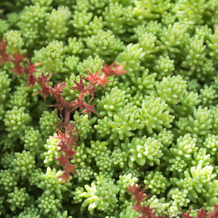 The blooming moss, saxifrage, plants, rugs, ground cover. Texture backgroundの写真素材
