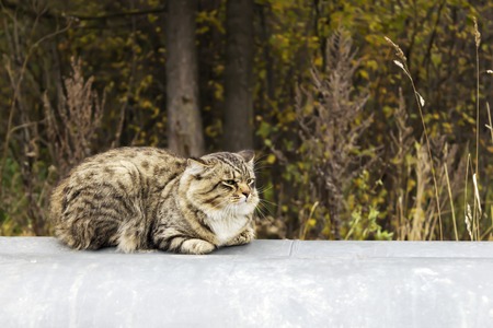 A lone cat sitting on the heat pipeの写真素材