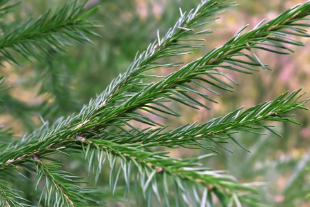 Christmas tree branches background