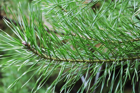 background of pine branches