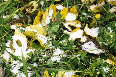 First snow on autumn leaves and green grass